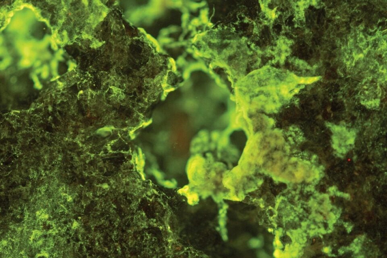 Микробы на МКС раскрыли секрет эффективной добычи металлов с астероидов